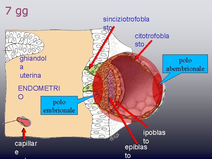 7 gg sinciziotrofobla sto citotrofobla sto ghiandol a uterina polo abembrionale ENDOMETRI O polo