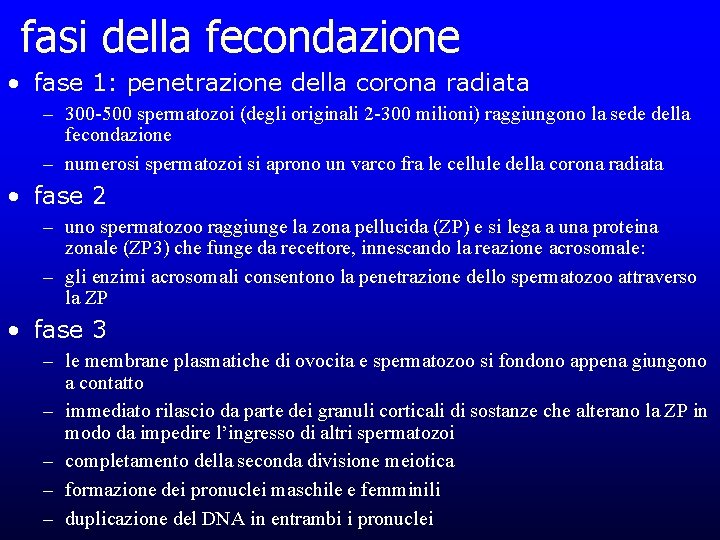 fasi della fecondazione • fase 1: penetrazione della corona radiata – 300 -500 spermatozoi