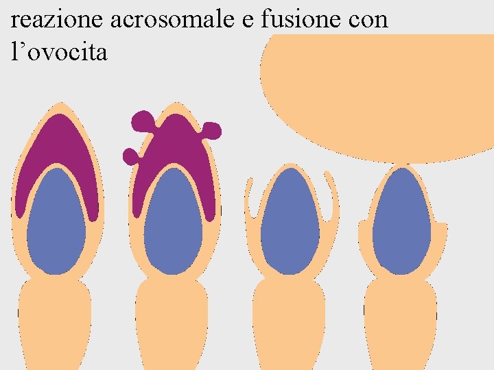 reazione acrosomale e fusione con l’ovocita 