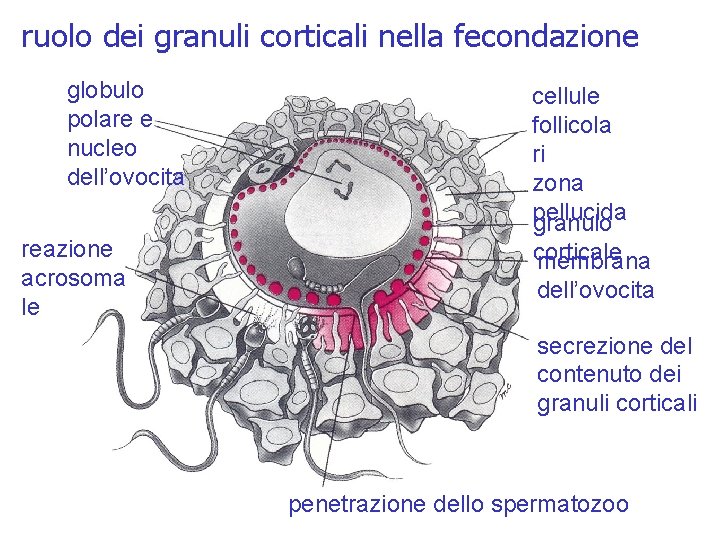 ruolo dei granuli corticali nella fecondazione globulo polare e nucleo dell’ovocita reazione acrosoma le