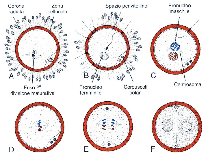 fecondazione e zigote 