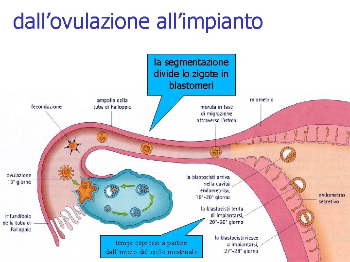 dall’ovulazione all’impianto la segmentazione divide lo zigote in blastomeri tempi espressi a partire dall’inizio