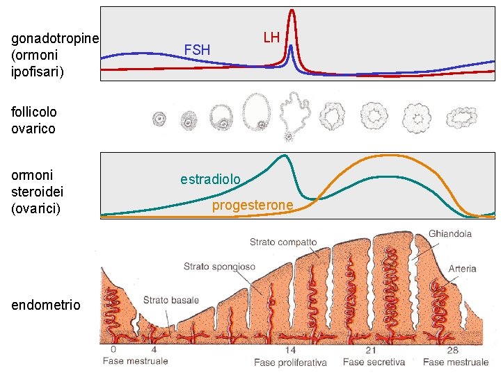 gonadotropine (ormoni ipofisari) LH ciclo mestruale FSH follicolo ovarico ormoni steroidei (ovarici) endometrio estradiolo