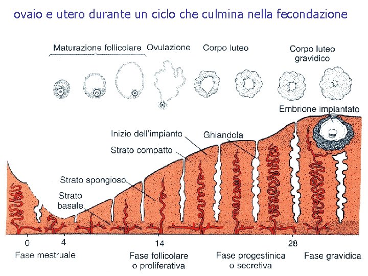 ovaio e utero durante un ciclo che culmina nella fecondazione estradiolo progesterone 