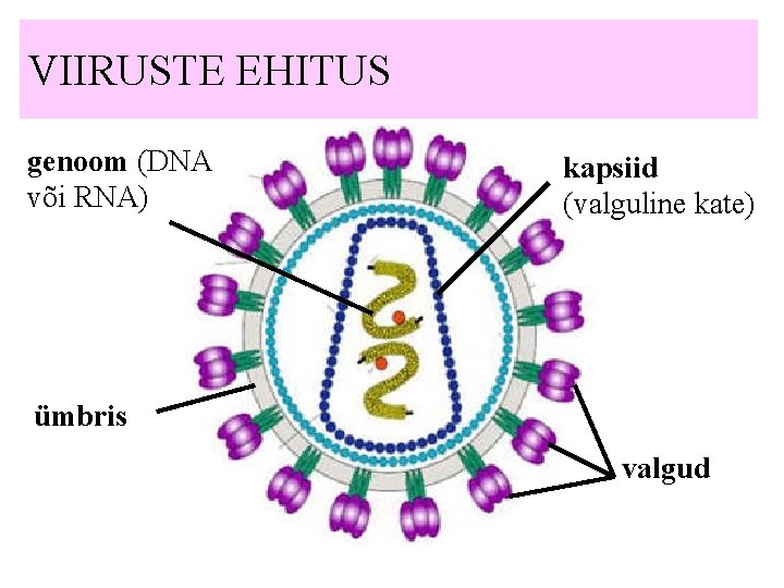 VIIRUSTE EHITUS genoom (DNA või RNA) kapsiid (valguline kate) ümbris valgud 