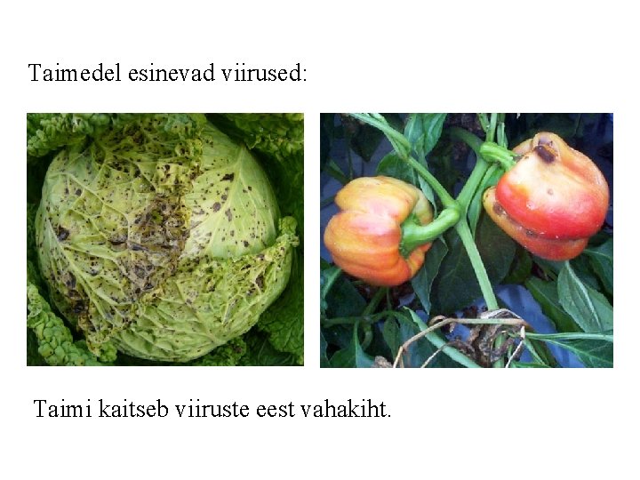 Taimedel esinevad viirused: Taimi kaitseb viiruste eest vahakiht. 