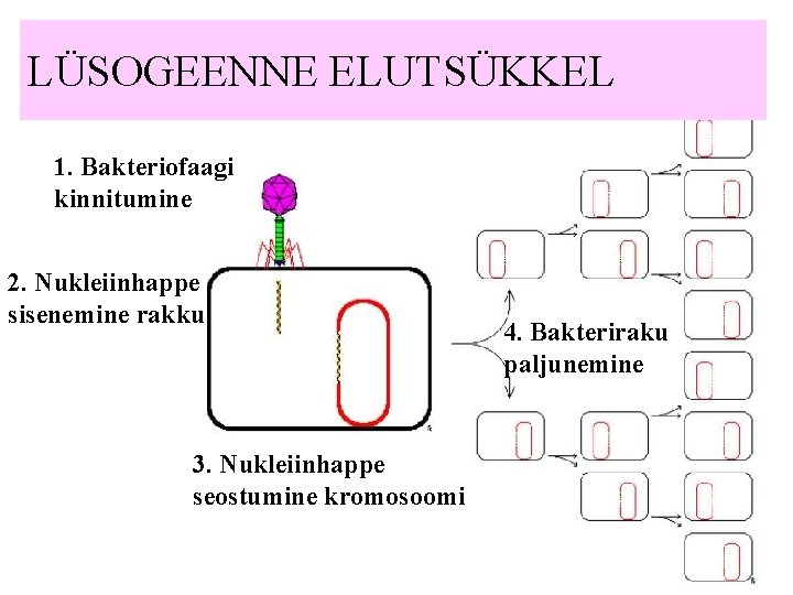 LÜSOGEENNE ELUTSÜKKEL 1. Bakteriofaagi kinnitumine 2. Nukleiinhappe sisenemine rakku 3. Nukleiinhappe seostumine kromosoomi 4.