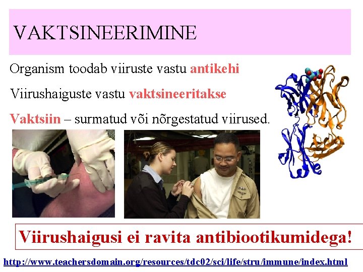 VAKTSINEERIMINE Organism toodab viiruste vastu antikehi Viirushaiguste vastu vaktsineeritakse Vaktsiin – surmatud või nõrgestatud