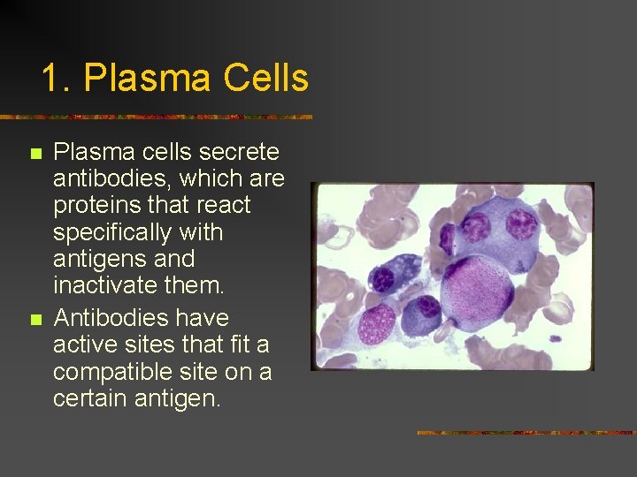 1. Plasma Cells n n Plasma cells secrete antibodies, which are proteins that react