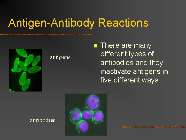 Antigen-Antibody Reactions n antigens antibodies There are many different types of antibodies and they