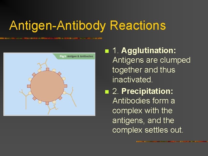 Antigen-Antibody Reactions n n 1. Agglutination: Antigens are clumped together and thus inactivated. 2.