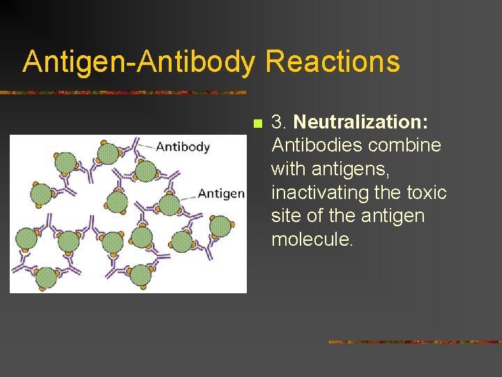 Antigen-Antibody Reactions n 3. Neutralization: Antibodies combine with antigens, inactivating the toxic site of