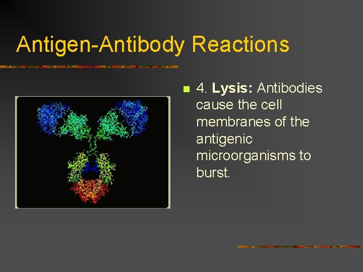 Antigen-Antibody Reactions n 4. Lysis: Antibodies cause the cell membranes of the antigenic microorganisms