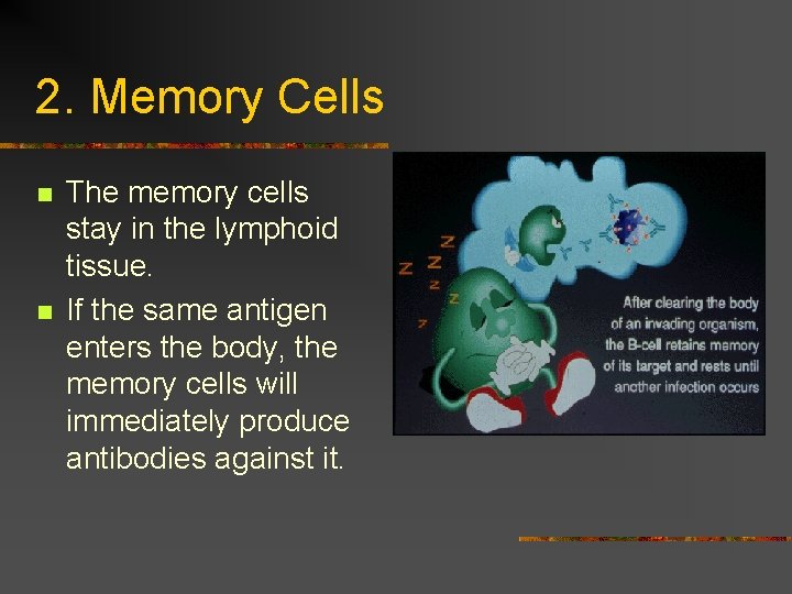 2. Memory Cells n n The memory cells stay in the lymphoid tissue. If