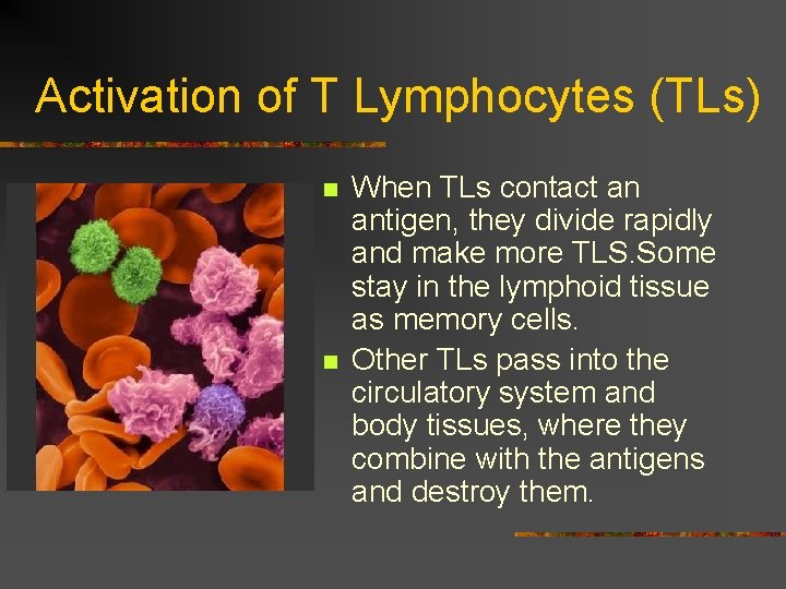 Activation of T Lymphocytes (TLs) n n When TLs contact an antigen, they divide