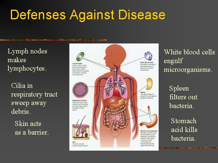 Defenses Against Disease Lymph nodes makes lymphocytes. Cilia in respiratory tract sweep away debris.