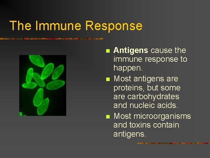 The Immune Response n n n Antigens cause the immune response to happen. Most