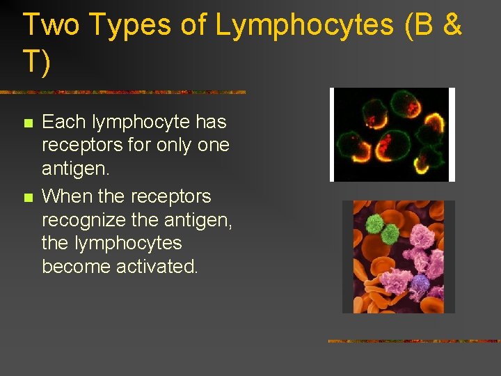 Two Types of Lymphocytes (B & T) n n Each lymphocyte has receptors for