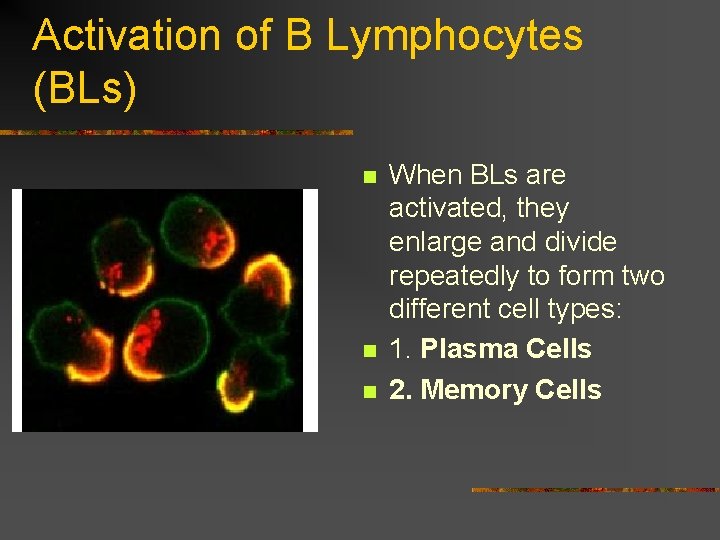Activation of B Lymphocytes (BLs) n n n When BLs are activated, they enlarge