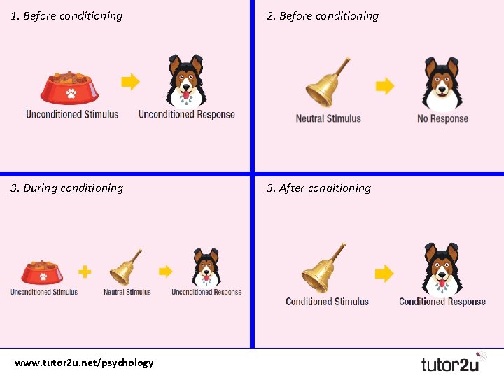1. Before conditioning 2. Before conditioning 3. During conditioning 3. After conditioning www. tutor