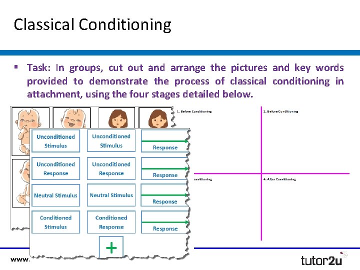 Classical Conditioning § Task: In groups, cut out and arrange the pictures and key
