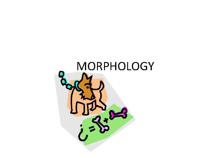  MORPHOLOGY 