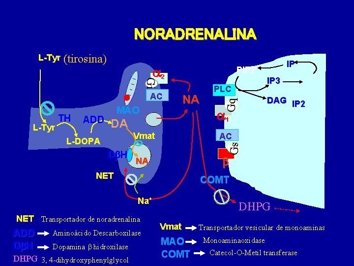 NORADRENALINA L-Tyr (tirosina) a 2 ADD DA L-DOPA D H AC NA COMT Na+