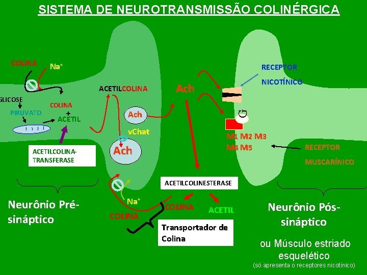 SISTEMA DE NEUROTRANSMISSÃO COLINÉRGICA Na+ RECEPTOR ACETILCOLINA GLICOSE PIRUVATO COLINA + ACETIL Ach v.