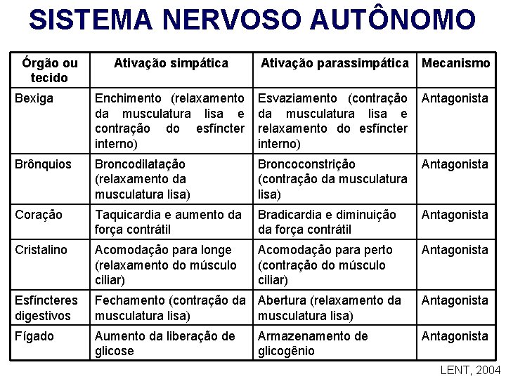 SISTEMA NERVOSO AUTÔNOMO Órgão ou tecido Ativação simpática Ativação parassimpática Mecanismo Bexiga Enchimento (relaxamento