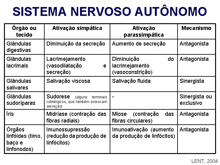 SISTEMA NERVOSO AUTÔNOMO Órgão ou tecido Ativação simpática Ativação parassimpática Mecanismo Glândulas digestivas Diminuição