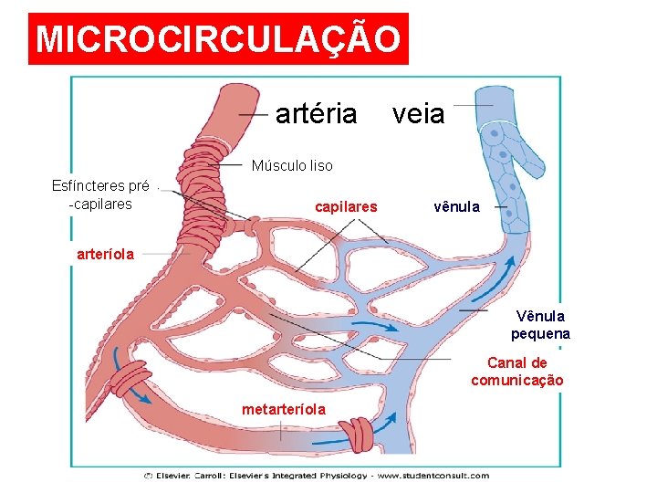 MICROCIRCULAÇÃO artéria veia Músculo liso Esfíncteres pré -capilares vênula arteríola Vênula pequena Canal de