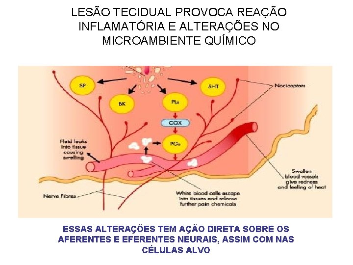 LESÃO TECIDUAL PROVOCA REAÇÃO INFLAMATÓRIA E ALTERAÇÕES NO MICROAMBIENTE QUÍMICO ESSAS ALTERAÇÕES TEM AÇÃO