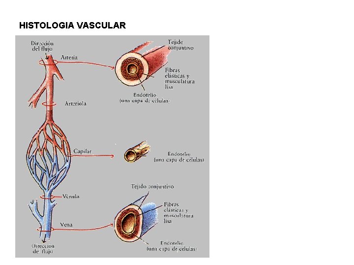 HISTOLOGIA VASCULAR 