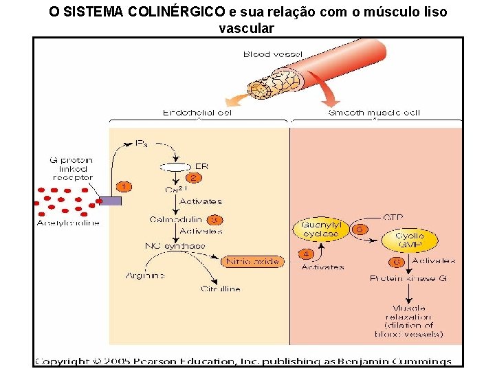 O SISTEMA COLINÉRGICO sua relação comna o musculatura músculo lisa SINALIZAÇÃO MEDIADA POReÓXIDO NÍTRICO