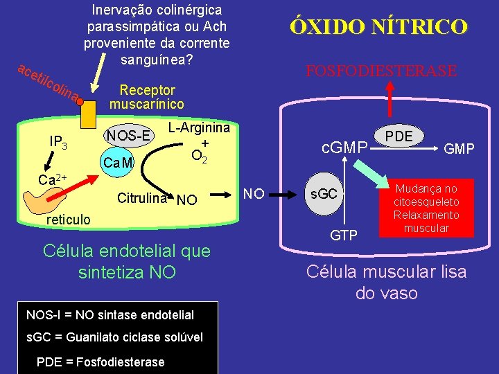 ace Inervação colinérgica parassimpática ou Ach proveniente da corrente sanguínea? tilc o lina IP