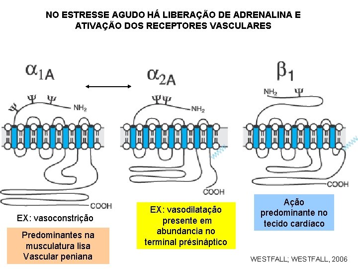 NO ESTRESSE AGUDO HÁ LIBERAÇÃO DE ADRENALINA E ATIVAÇÃO DOS RECEPTORES VASCULARES EX: vasoconstrição