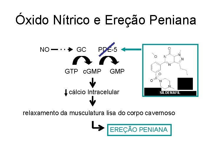 Óxido Nítrico e Ereção Peniana NO GC PDE-5 GTP c. GMP cálcio Intracelular SILDENAFIL