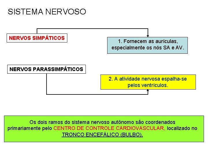 SISTEMA NERVOSO NERVOS SIMPÁTICOS 1. Fornecem as aurículas, especialmente os nós SA e AV.