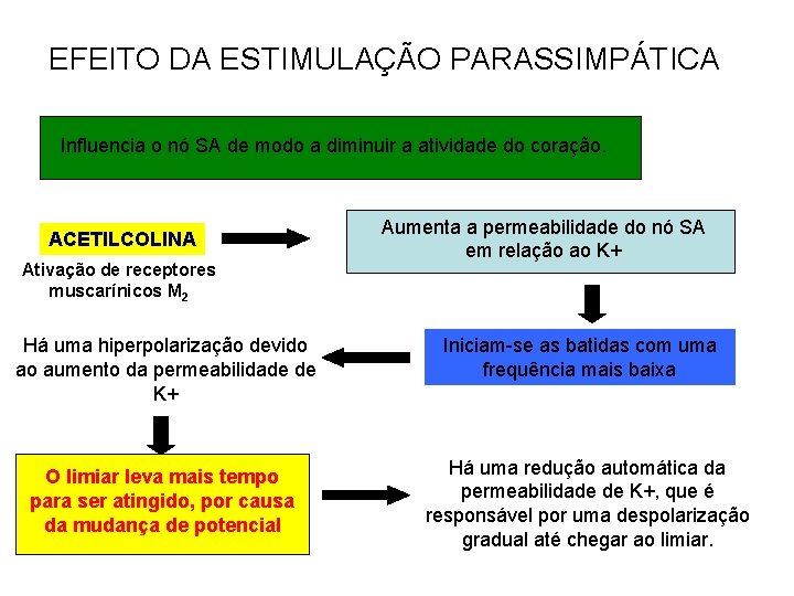 EFEITO DA ESTIMULAÇÃO PARASSIMPÁTICA Influencia o nó SA de modo a diminuir a atividade