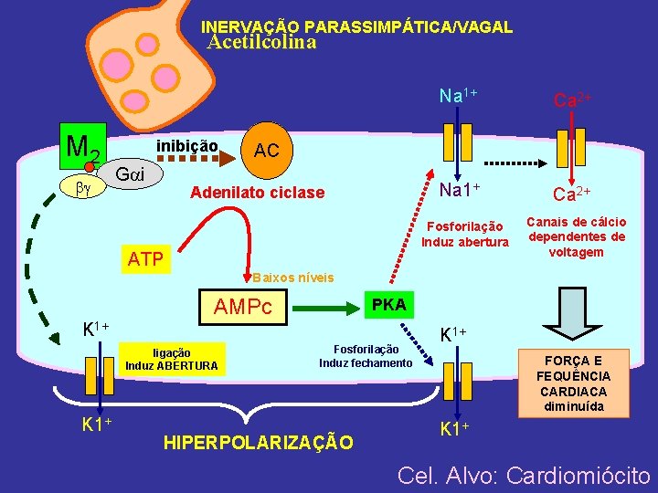 INERVAÇÃO PARASSIMPÁTICA/VAGAL Acetilcolina M 2 inibição G i Na 1+ Ca 2+ AC Adenilato