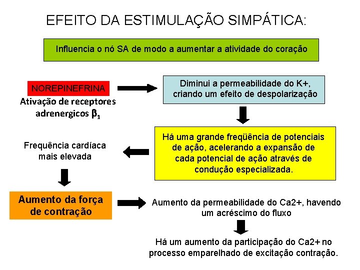 EFEITO DA ESTIMULAÇÃO SIMPÁTICA: Influencia o nó SA de modo a aumentar a atividade