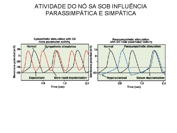 ATIVIDADE DO NÓ SA SOB INFLUÊNCIA PARASSIMPÁTICA E SIMPÁTICA 