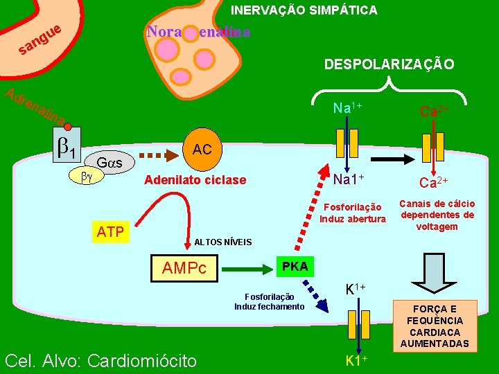 INERVAÇÃO SIMPÁTICA u ng Noradrenalina Adrenalina e sa Ad ren DESPOLARIZAÇÃO alin a 1