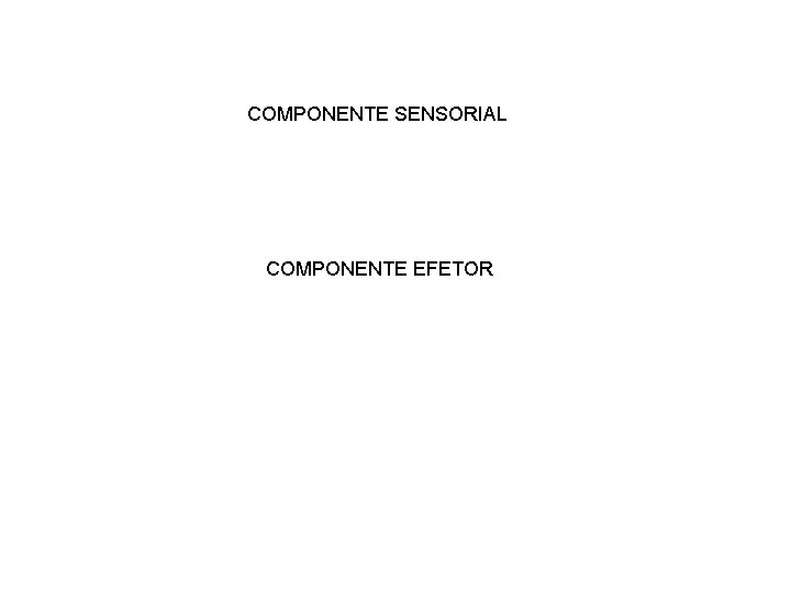 COMPONENTE SENSORIAL COMPONENTE EFETOR 