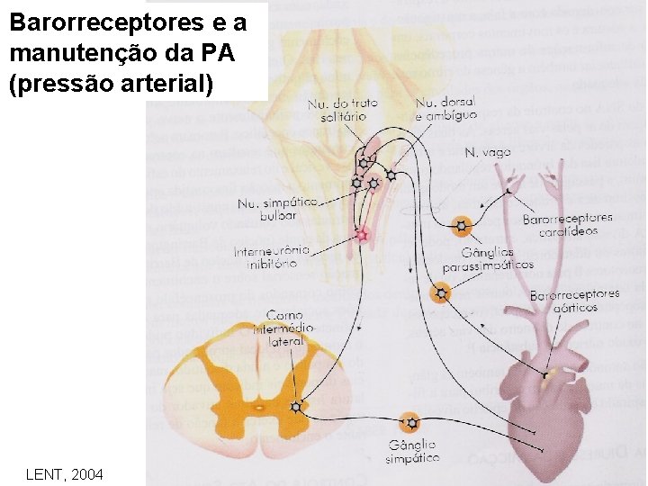 Barorreceptores e a manutenção da PA (pressão arterial) LENT, 2004 