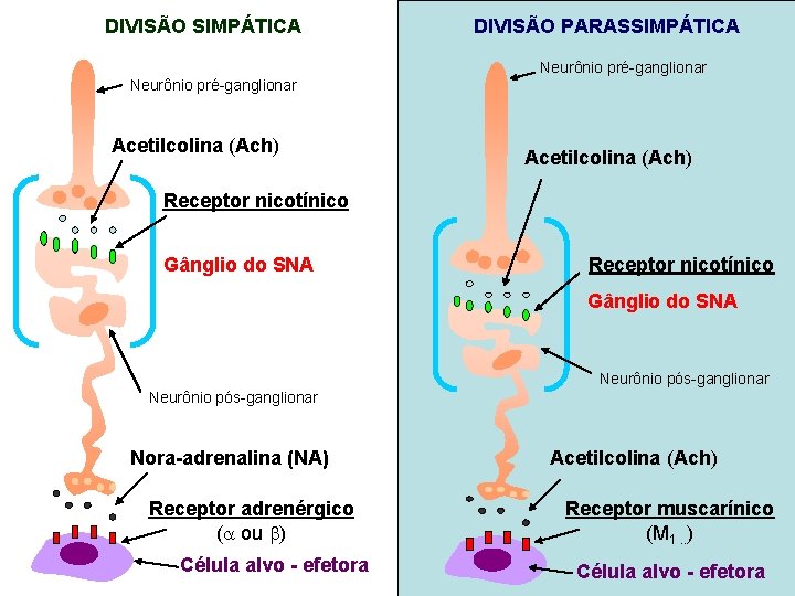 DIVISÃO SIMPÁTICA DIVISÃO PARASSIMPÁTICA Neurônio pré-ganglionar Acetilcolina (Ach) Receptor nicotínico Gânglio do SNA Neurônio