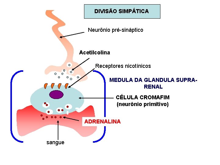 DIVISÃO SIMPÁTICA Neurônio pré-sináptico Acetilcolina Receptores nicotínicos MEDULA DA GLANDULA SUPRARENAL CÉLULA CROMAFIM (neurônio