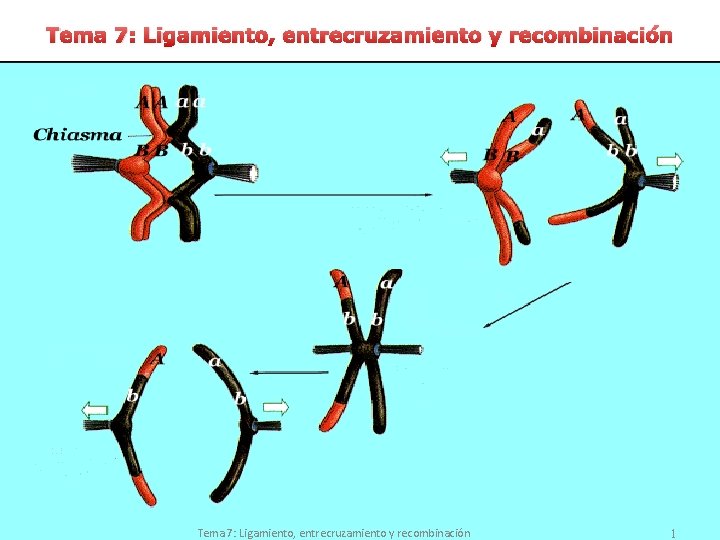 Tema 7: Ligamiento, entrecruzamiento y recombinación 1 