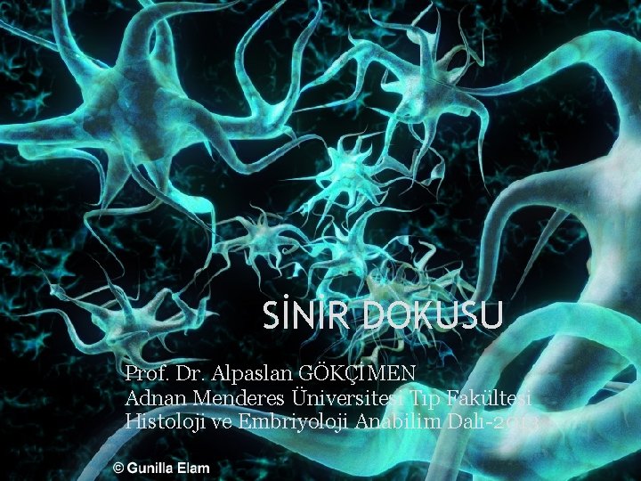 SİNİR DOKUSU Prof. Dr. Alpaslan GÖKÇİMEN Adnan Menderes Üniversitesi Tıp Fakültesi Histoloji ve Embriyoloji SİNİR DOKUSU Prof. Dr. Alpaslan GÖKÇİMEN Adnan Menderes Üniversitesi Tıp Fakültesi Histoloji ve Embriyoloji