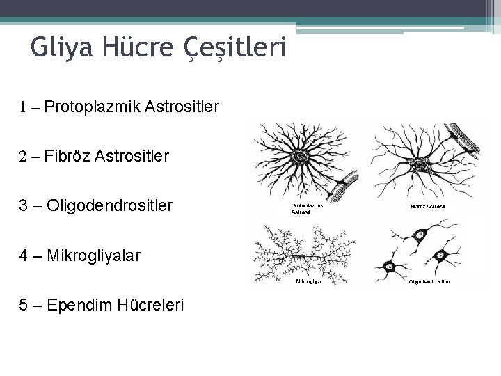 Gliya Hücre Çeşitleri 1 – Protoplazmik Astrositler 2 – Fibröz Astrositler 3 – Oligodendrositler Gliya Hücre Çeşitleri 1 – Protoplazmik Astrositler 2 – Fibröz Astrositler 3 – Oligodendrositler